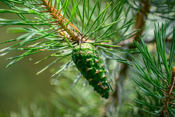 Green pine cone on a twig with green needles