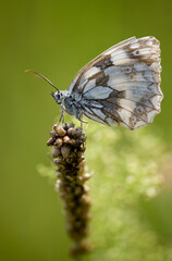 Close-up of a beautiful butterfly sitting on a colorful flower in summer on a countryside meadow.