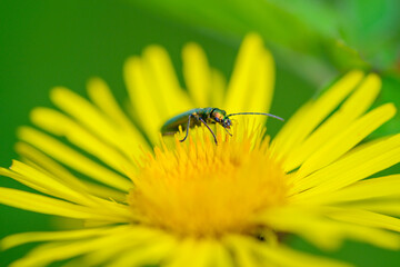 Bloom of yellow flowers close-up view on green background