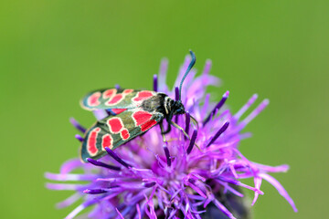 Close-up of a beautiful butterfly sitting on a colorful flower in summer on a countryside meadow.