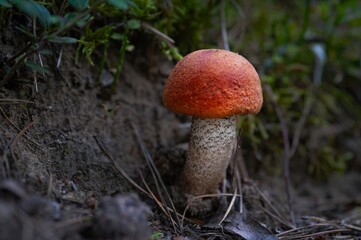 World Mushroom Day. National Mushroom Day. Brown Forest Mushroom. Summer