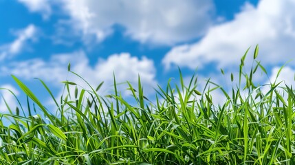 Obraz premium Green Grass and Blue Skies Background