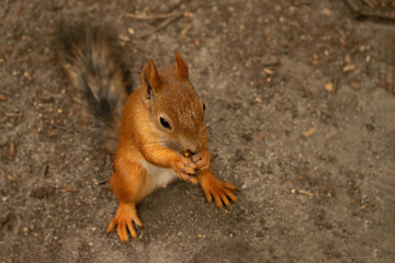 Squirrel eating a nut in green summer forest