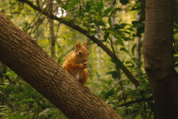 Squirrel eating a nut in green summer forest