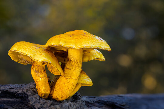 Spectacular rustgill (Gymnopilus junonius) mushrooms growing on wood, North Holland, Netherlands.