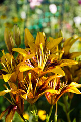 Yellow lily flowers in the garden. Close up of yellow lily flowers.