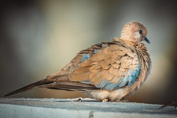 Laughing dove sitting in the sun
