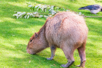 A large capybara walks on the green grass in the park