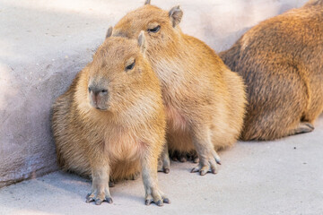 Three capybara in the park