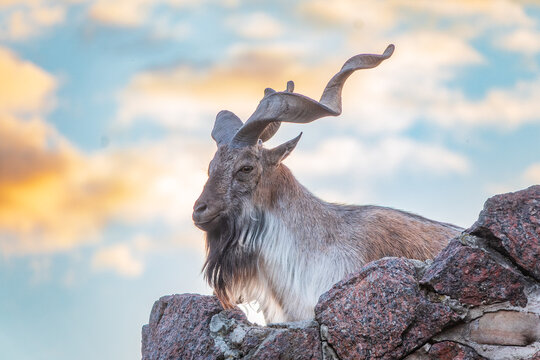 Close-up portrait of Markhor, Capra falconeri, wild goat native to Central Asia, Karakoram and the Himalayas
