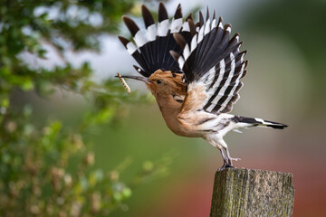 La huppe fasciée © VALDET