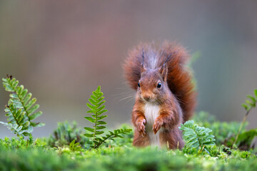 Ecureuil roux en forêt de Fontainebleau 