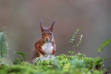 Ecureuil roux en forêt de Fontainebleau 