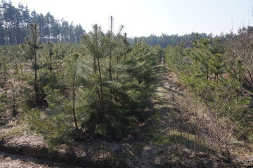 A nursery with small pine trees that are about 10 years old.
