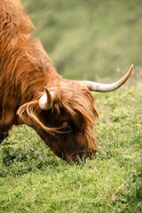 
Beautiful ox in the middle of a magnificent green meadow high in the mountains during a cloudy day