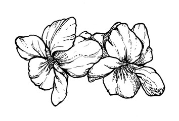 Spring flowers drawing with line art on white background