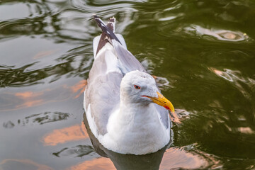 Seagull, The European herring gull, swims in the sea