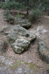 Fossilized volcanic lava with traces of evaporation from the temperature of trees and plants
