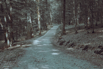 Obraz premium path in the forest