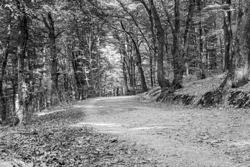 path in the woods