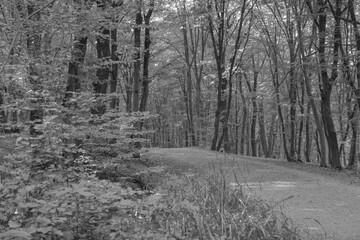 path in the woods