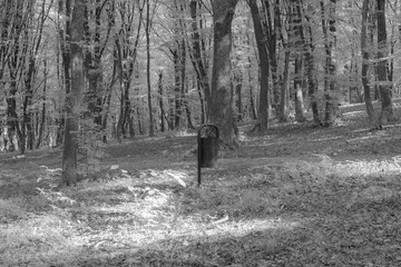 Naklejka premium walking in the woods