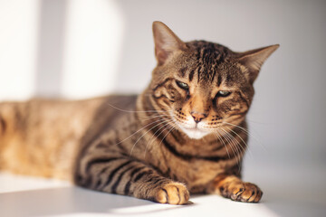 Fototapeta premium Lovely bengal cat lays blissfully under sun. Cute bengal cat on a white background with sleepy eyes. Sleeping cat isolated. Cute pet. a domestic feline basking in natural light.