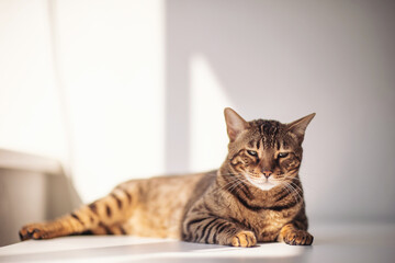 Lovely bengal cat lays blissfully under sun. Cute bengal cat on a white background with sleepy eyes. Sleeping cat isolated. Cute pet. a domestic feline basking in natural light.