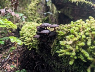 mushrooms on a tree