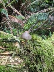 mushroom in forest