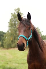 Obraz premium Portrait of brown horse in a nature.