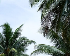 Fototapeta premium palm tree in the sky