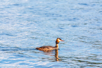 The waterfowl bird, great crested grebe with chick, swimming in the lake.