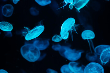 blue jellyfish There was a little glow ofblue, swimming, beautiful to the dark sea