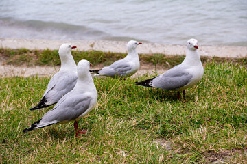 seagulls on the beach
