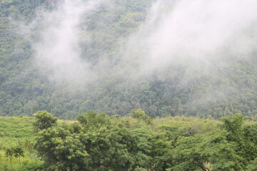 mountain with green hill in fog the background