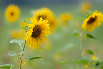 Blühstreifen mit Sonnenblumen am Wegrand