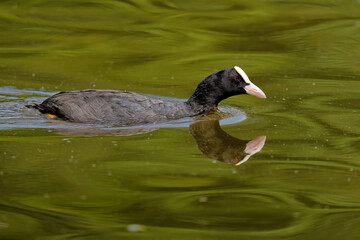  Blässhuhn, schwimmt im Teich