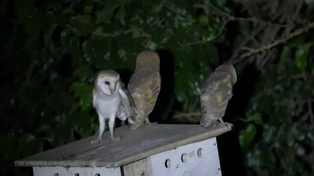 Nesting boxes built for Barn Owls that are used to control rodents in agricultural fields. three nestlings calling to their parents to bring food
