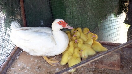 mother duck chicken, chicks and little yellow and tender newborns opening their doors to eat , mother child relationship in nature at birth