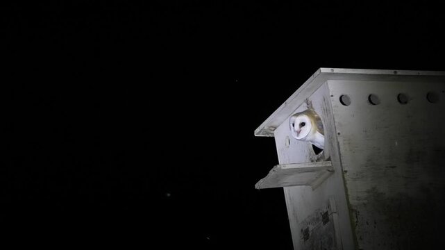 Nesting boxes built for Barn Owl that are used to control rodents in agricultural fields.Barn Owl calling to his mate to bring food to the nesting box