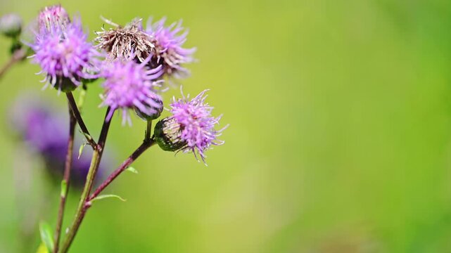 Spear thistle, bull thistle or common thistle (Cirsium vulgare) flower on nature background