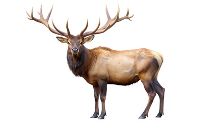 Obraz premium Deer. PNG