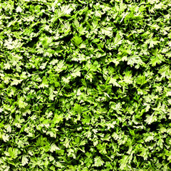 Obraz premium Dried cilantro leaves dull green color crumbly texture varied sizes Food and culinary concept