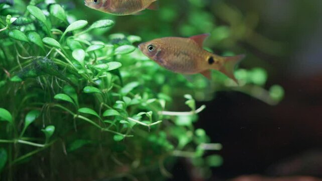 Macro view fish fry longtail barb Pethia Conchonius. Aquarium fish eats the algae that grows on the leaves of Glossostigma Elatinoides. Tropical freshwater aquarium tank