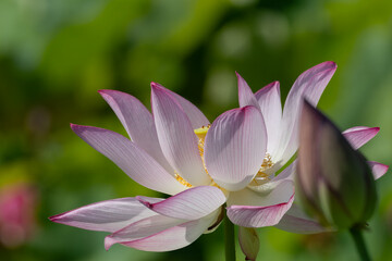 朝日を浴びた美しい蓮