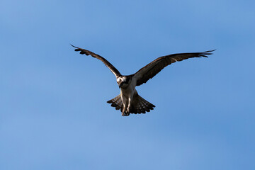 Fototapeta premium Balbuzard pêcheur, Pandion haliaetus, Western Osprey