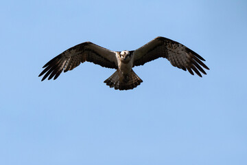 Balbuzard pêcheur, Pandion haliaetus, Western Osprey