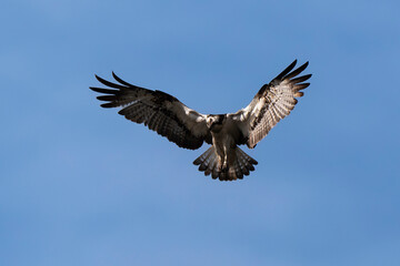 Obraz premium Balbuzard pêcheur, Pandion haliaetus, Western Osprey