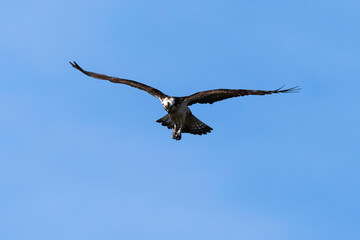 Balbuzard pêcheur, Pandion haliaetus, Western Osprey